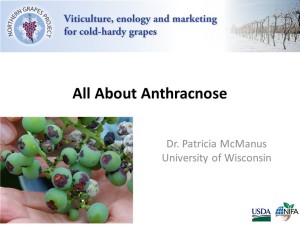 Anthracnose