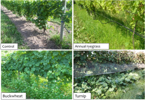 cover crops