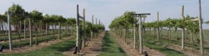 Frontenac grapevines trained to a high-wire cordon,