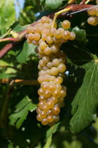 Itasca grape.