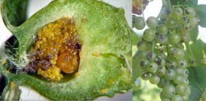 phylloxera and anthracnose