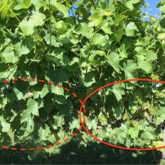 Grape canopy, showing clusters exposed (leaves removed) compared to clusters covered by leaves